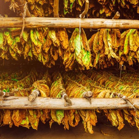 tutun-darik-news_280x280_crop_478b24840a