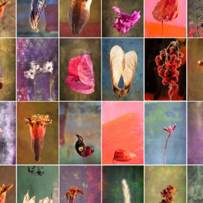 izlojbata_700x700_crop_478b24840a