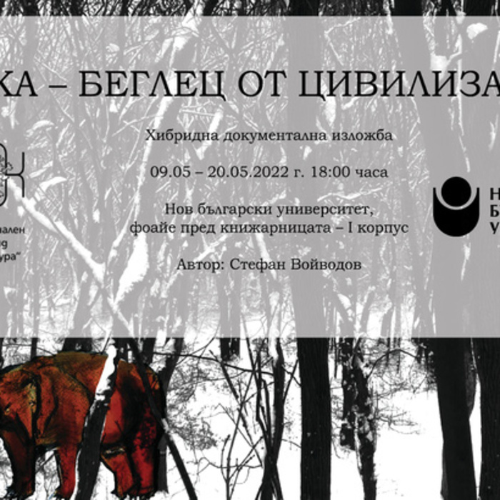 mechka-beglec_700x700_crop_478b24840a